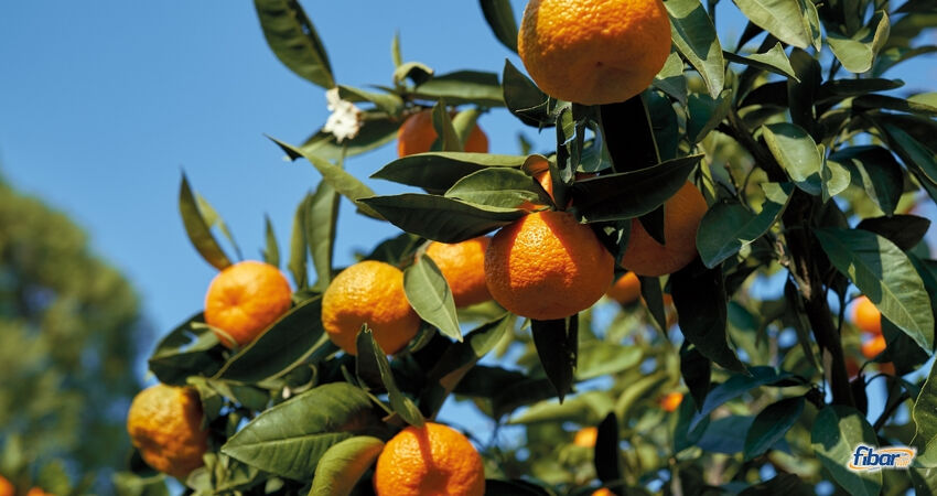 Aydın Çıkışlı Sığacık Seferihisar Mandalina Festivali Turu