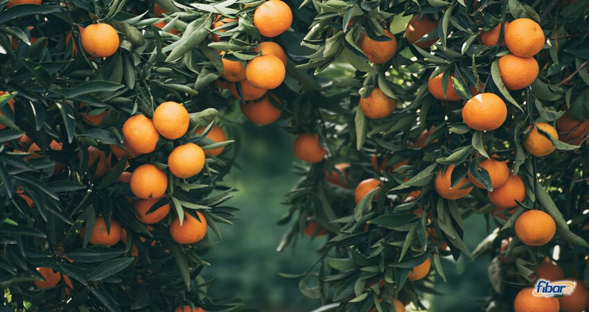 Aydın Çıkışlı Sığacık Seferihisar Mandalina Festivali Turu