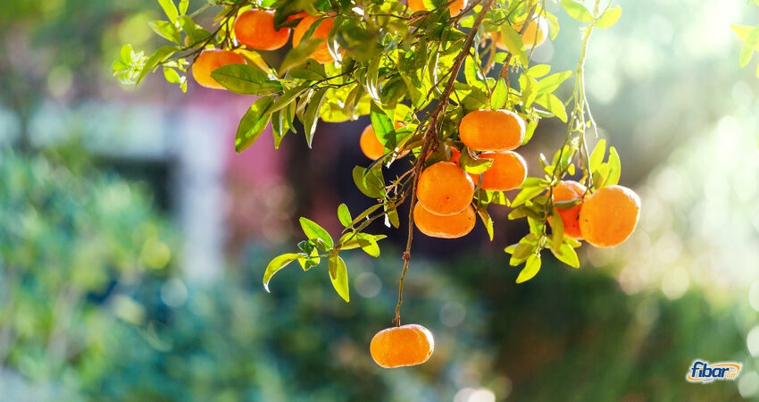 Aydın Çıkışlı Sığacık Seferihisar Mandalina Festivali Turu