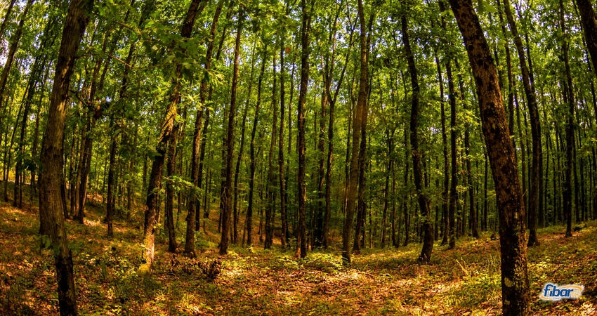 Edirne İğneada Longoz Ormanı Trakya Turu