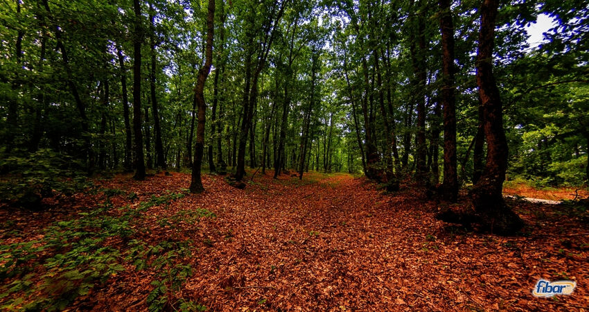 Edirne İğneada Longoz Ormanı Trakya Turu