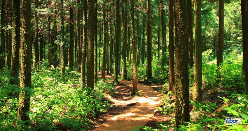 Aydın Çıkışlı Bayram Batı Karadeniz Abant Ormanya Safranbolu Yedigöller Amasra Turu