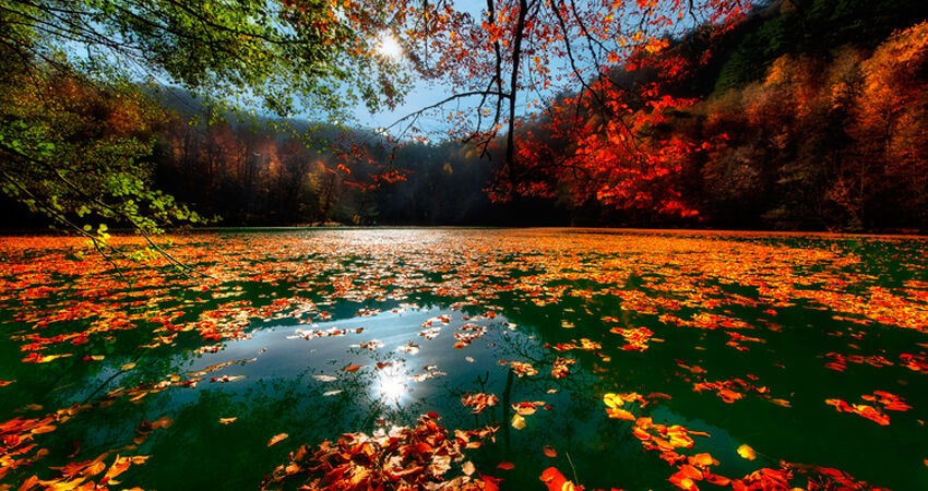Aydın Çıkışlı Bayram Batı Karadeniz Abant Ormanya Safranbolu Yedigöller Amasra Turu