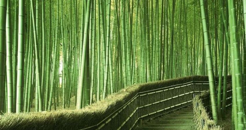 İstanbul Çıkışlı Elegant Japonya Türk Hava Yolları ile 7 Gece